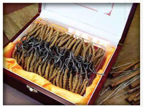 施秉冬虫夏草回收